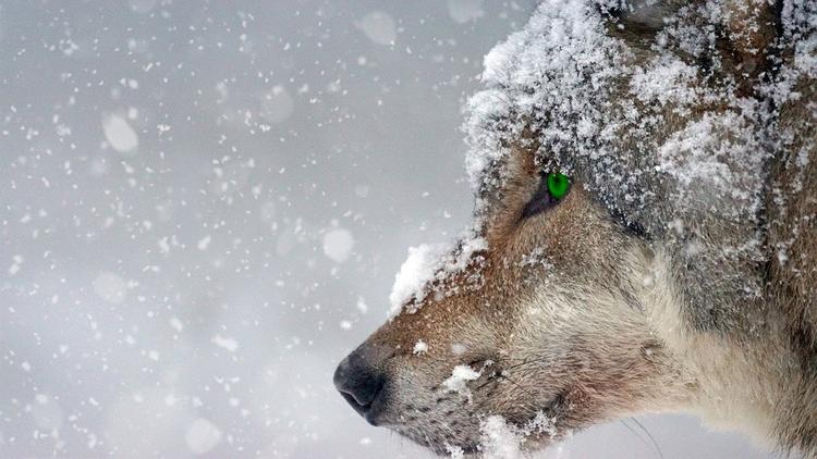 На Алтае прокуратура проверит видео, запечатлевшее, как  охотник убил волка