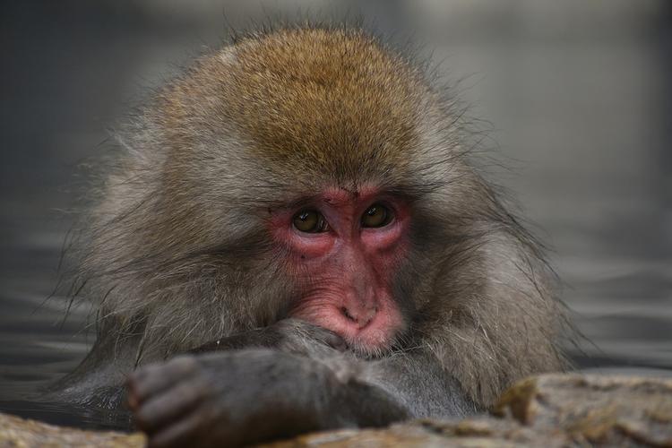 Ученые нашли обезьяну умнее человека