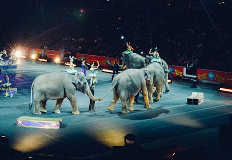 В Екатеринбурге сгорела фура для перевозки слонов немецкого цирка