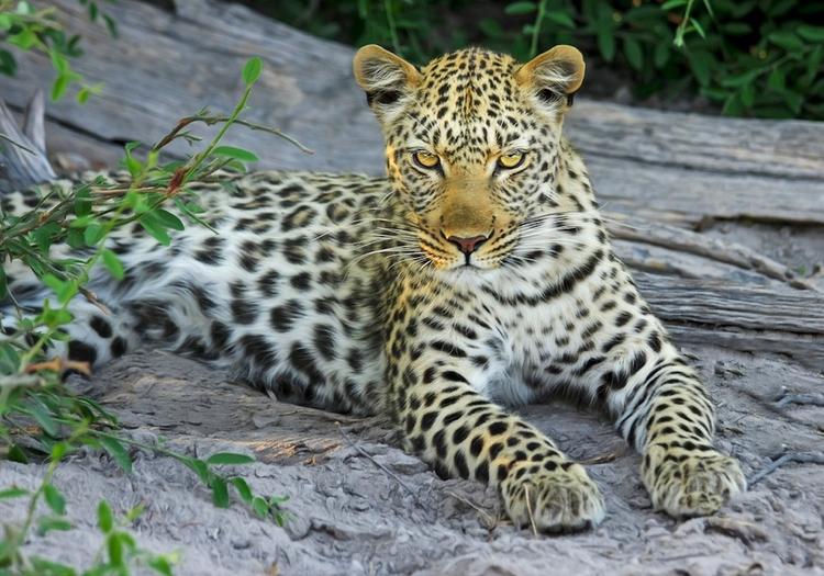 В Индии леопард похитил младенца и растерзал его