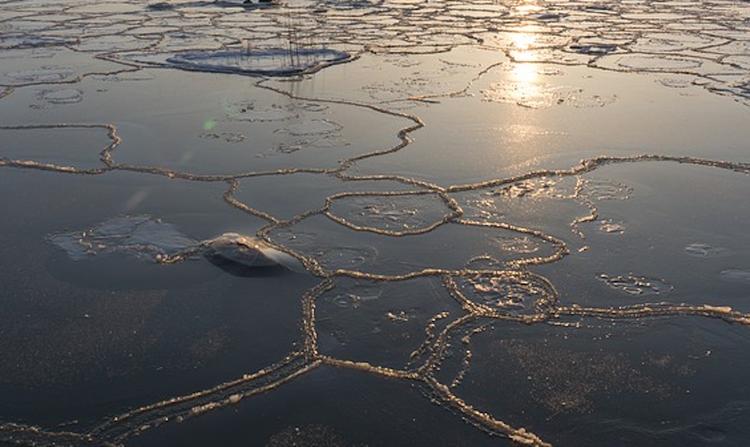 Четверо детей провалились в Омске под лед, двое утонули