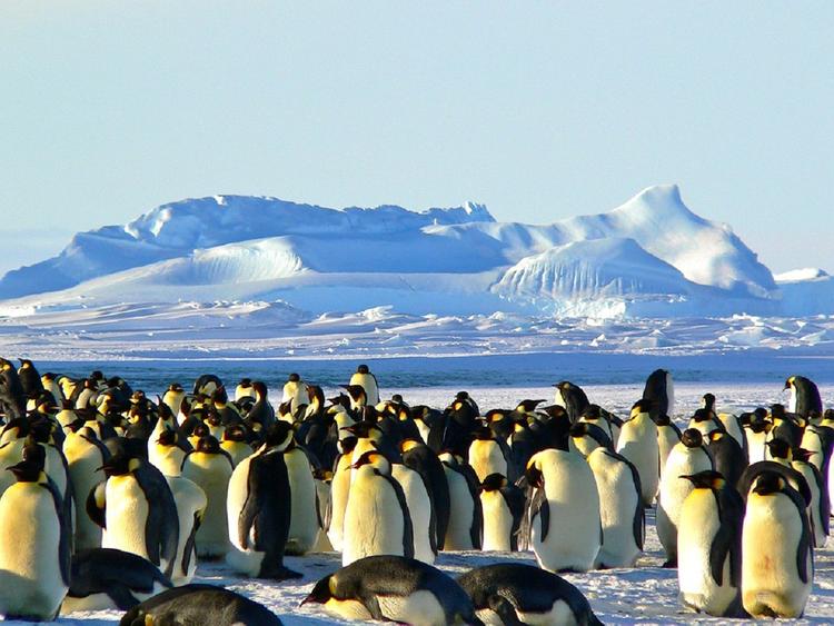 В Антарктике исчезает вид императорских пингвинов