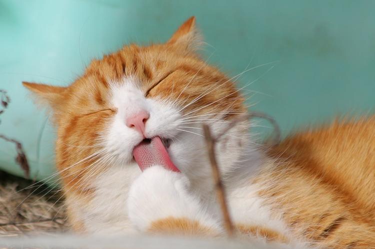 Ученые выяснили, как коты могут лечить людей