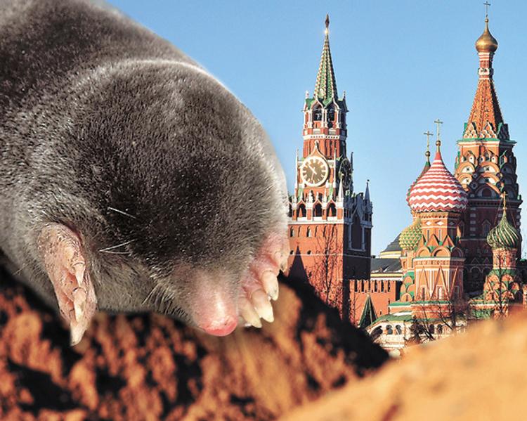 Американский крот