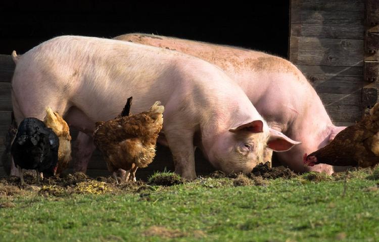 Смертоносная африканская чума свиней добралась до села Покойного 