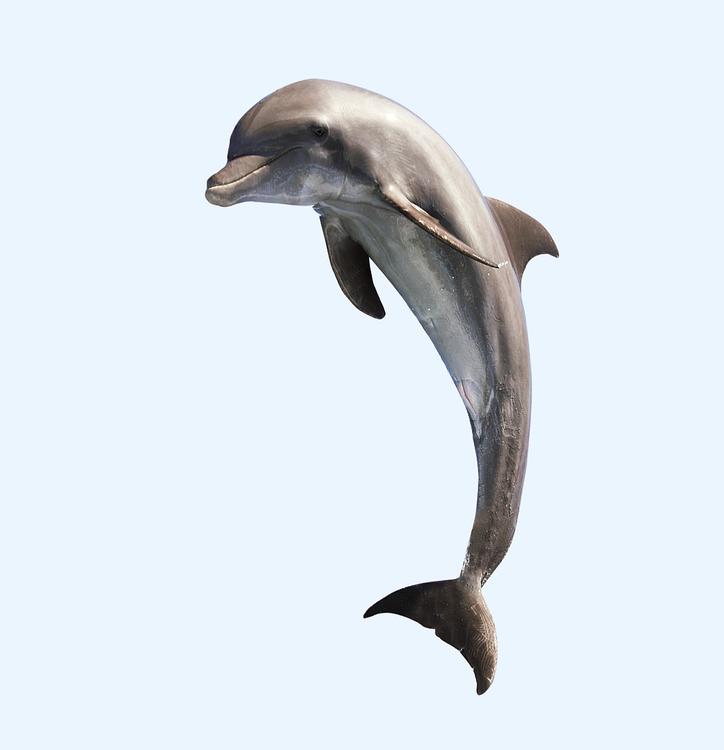 В Крыму появится скорая помощь для дельфинов