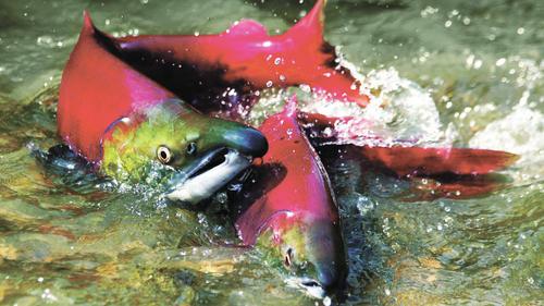 Золотая лихорадка на Камчатке угрожает красной рыбе