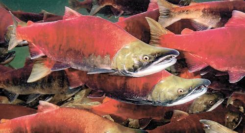 Росрыболовство сообщило, что в этом году «дефицита лососёвых и красной икры не будет»