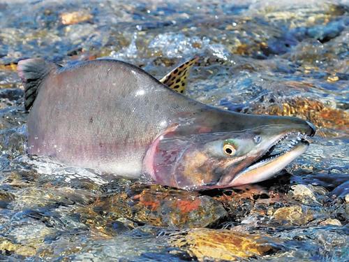 По данным Росрыболовства, объём добычи тихоокеанских лососей сократился на 38,6% по сравнению с прошлым годом