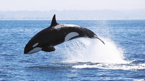 Минсельхоз подготовил законопроект, направленный на сохранение китообразных