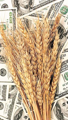 Несмотря на рекордный урожай, в России выросли цены на зерно