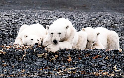 «Роснефть» следит за экобалансом в Арктике