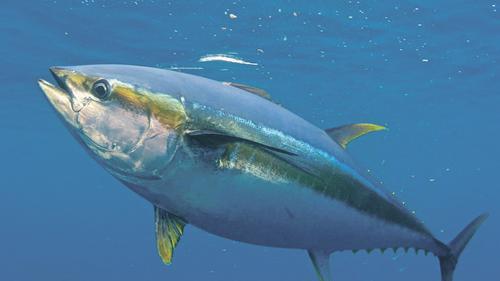 Учёные предлагают возобновить добычу тунца