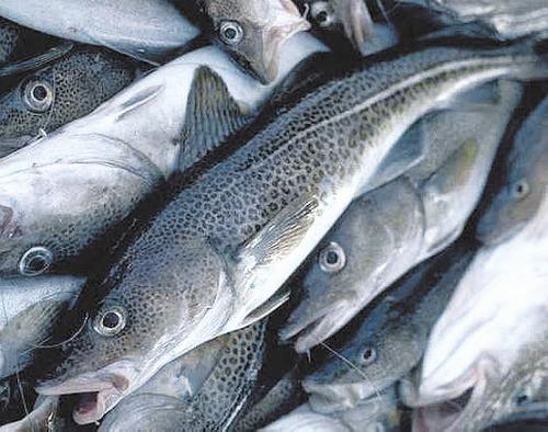 Уловы минтая сокращают отставание