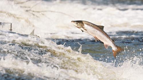 На Камчатке начался промысел тихоокеанских  лососей