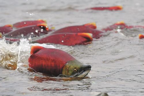 Вылов тихоокеанских лососей на Дальнем Востоке превысил 511 тысяч тонн