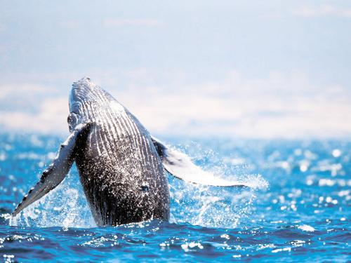 Учёные продолжают исследования серых китов  