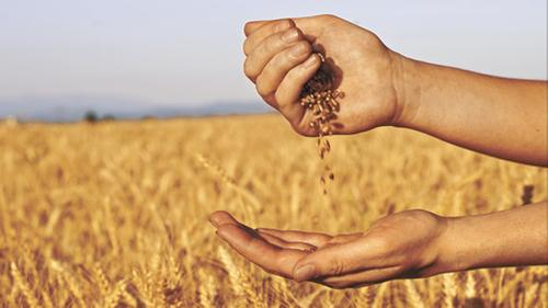 Российские экспортёры предложили продавать зерно за рубли