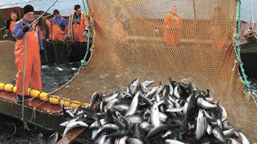Добыча тихоокеанских лососей на Дальнем Востоке достигла 94,3 тысяч тонн