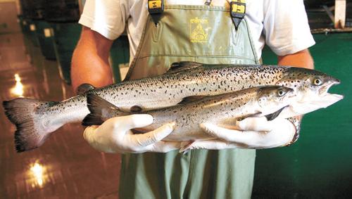 В США растёт производство генетически модифицированного лосося