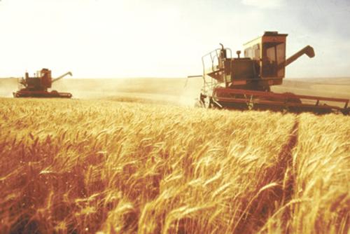 Минсельхоз: В России собрано 92,7 млн тонн пшеницы