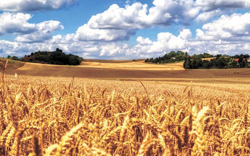 В России валовой сбор зерновых культур может быть увеличен до 200 млн тонн в год