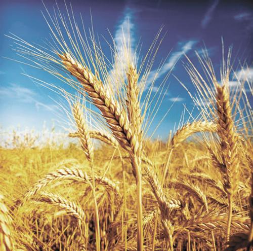 Украинский урожай зерна упал в три раза