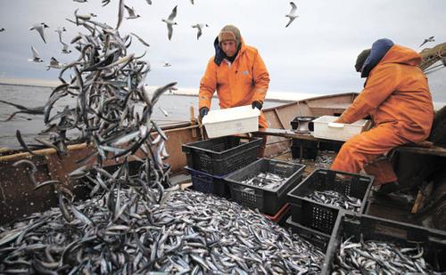 Российские рыбаки с начала 2023 года выловили миллион тонн рыбы