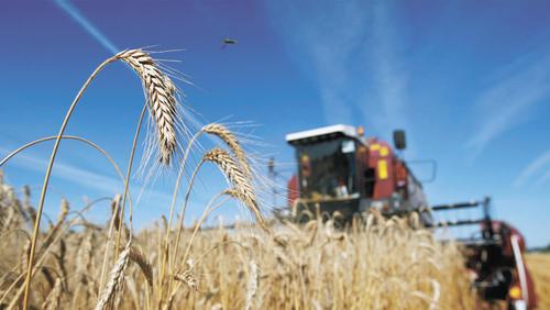 В России растёт экспорт зерна