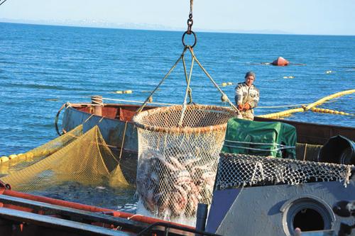 Экспорт российской рыбы растёт