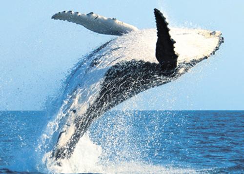 В Охотском море посчитали дельфинов и китов