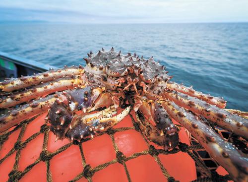 В России рыбная отрасль потеряла около трети прибыли из-за роста налогов и издержек