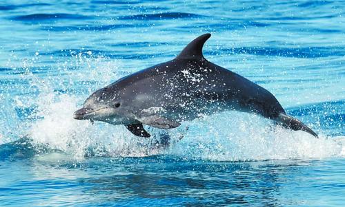 Как боевые дельфины борются с диверсантами из Украины