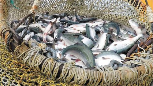 Уловы российских рыбаков превысили 5 млн тонн