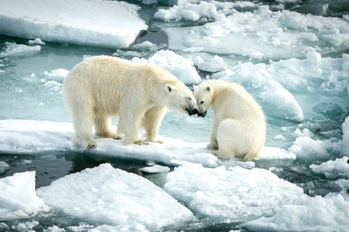 Арктические животные под присмотром «Роснефти»
