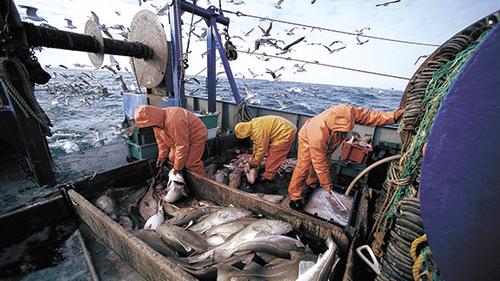 Прибалтика хочет оставить Европу без российской охлаждённой рыбы