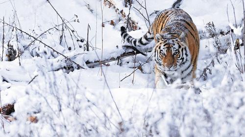 Размножение тигра стало политическим актом Размножение тигра стало политическим актом
