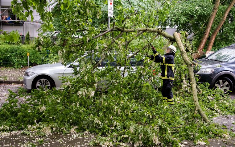 На западе Москвы упавшее дерево разбило три автомобиля