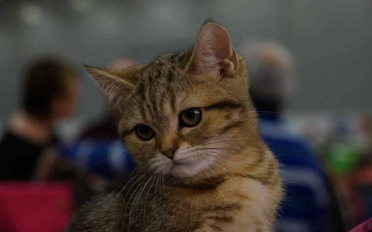 Жители Ялты спасли кота, которому не пожелали помогать сотрудники МЧС