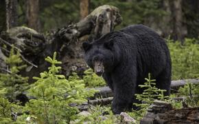 В США на видео попал устроивший ночной забег медведь