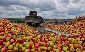 Москва побеждает в пятилетней яблочной войне