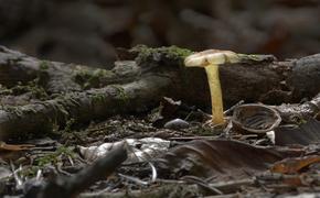 В Канаде найден гриб, возраст которого достигает 1 млрд лет