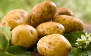 Урожаи и качество картофеля падают