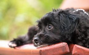 Ученые: собаки научились делать "щенячьи глазки" из-за людей