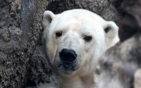 Белого медведя, найденного в российском Норильске, отправят в зоопарк