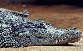 В Крыму в одном из дворов  Симферополя найдены останки крокодилов