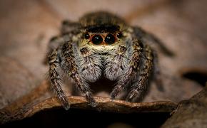 В Минздраве  опровергли данные о пострадавших в Подмосковье  от укусов ядовитых пауков