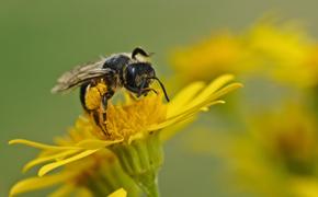 Пестициды спровоцировали массовую гибель пчёл в России