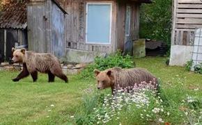 В Эстонии по улицам разгуливают медведи. Они пришли из России.