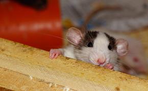 Крысы-акробаты атаковали подмосковные квартиры